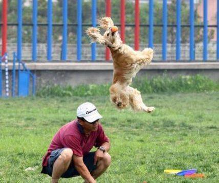 宠物驯养