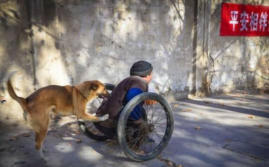 河南版忠犬