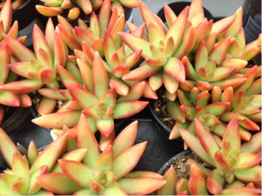 红日（多肉植物）