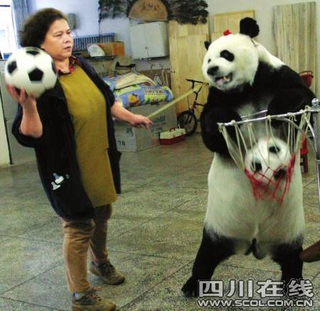 英英（大熊猫杂技演员）