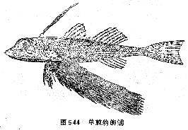 单棘豹鲂鮄