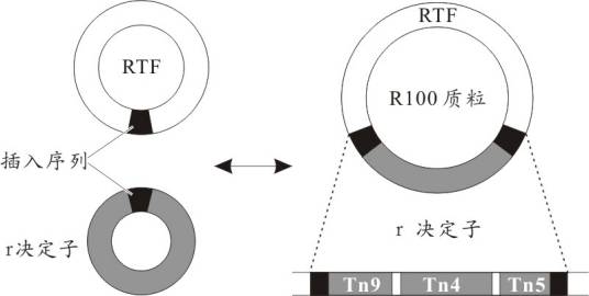 R质粒