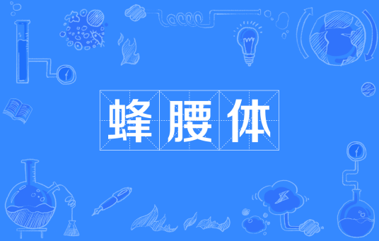 蜂腰体