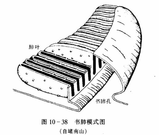 书肺