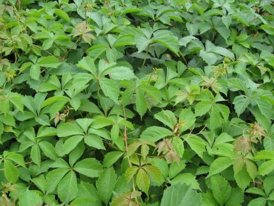 藤本植物