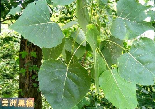 美洲黑杨313-54SS