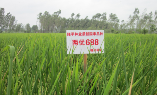 两优688