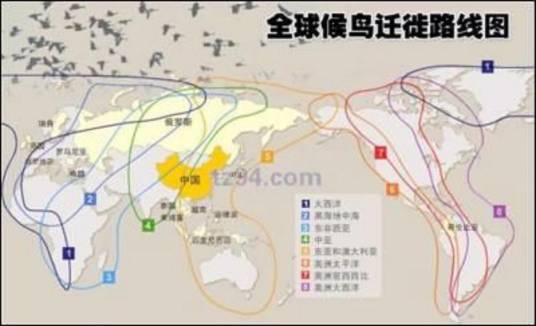 鸟类迁徙