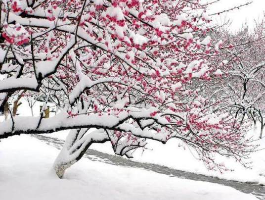 梅须逊雪三分白