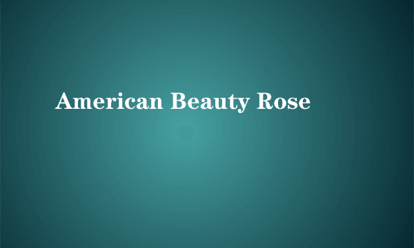 American Beauty Rose