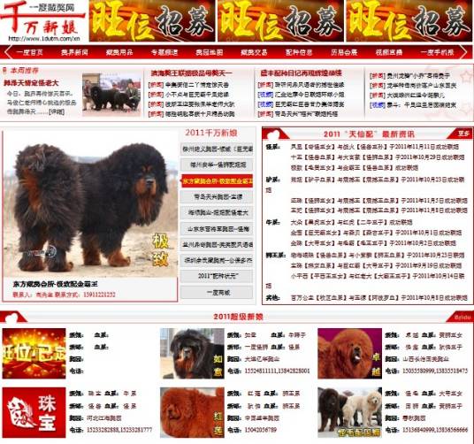 一度藏獒网