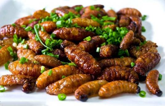 昆虫菜