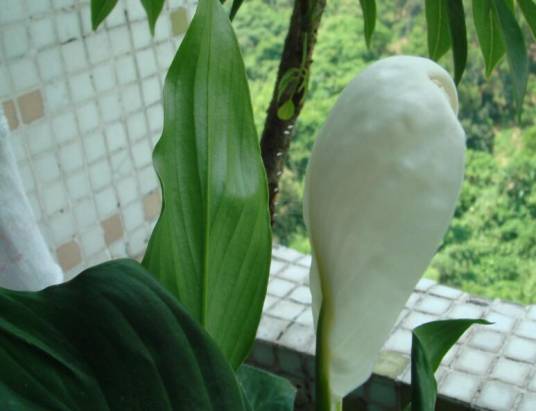 婆罗花（传说中的仙界极品之花）