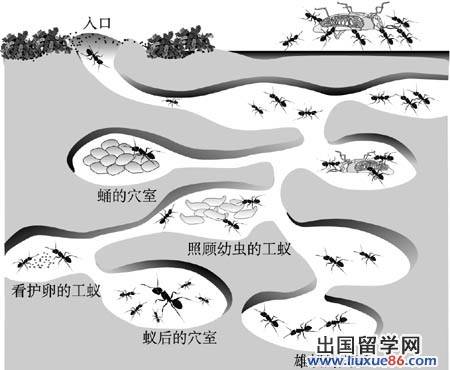 生物行为学