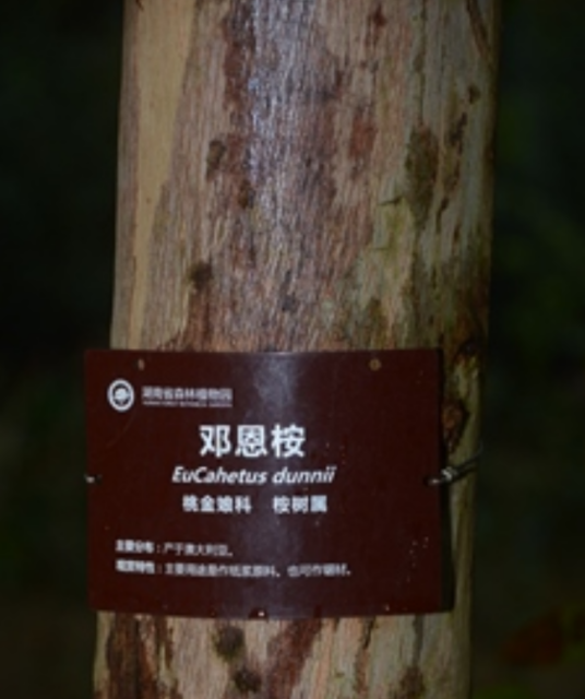 邓恩桉ED65