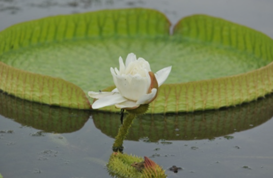 睡莲科