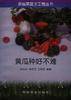 黄瓜种好不难