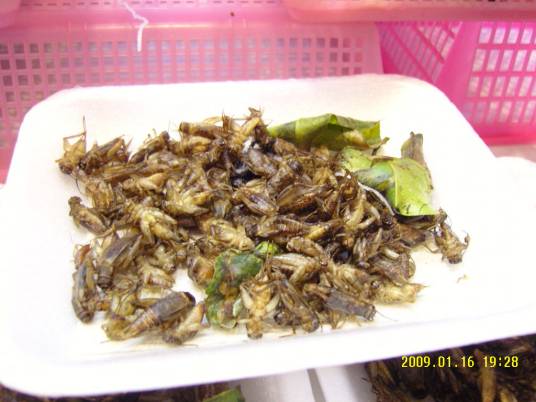 昆虫食品