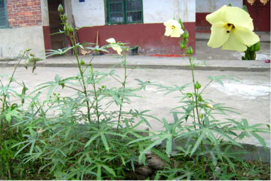 黄蜀葵根（中药材）