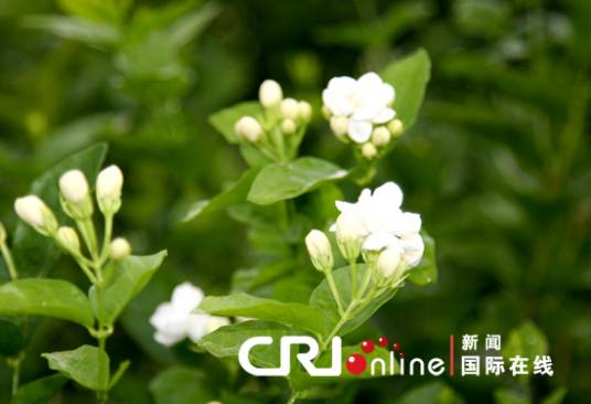 2010年中国国际茉莉花文化节