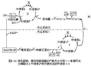 光合磷酸化