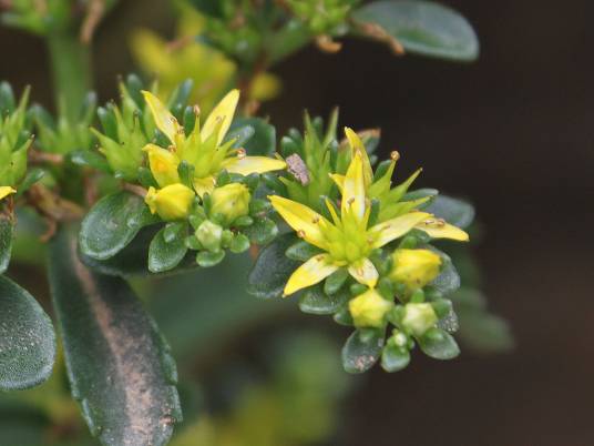 高凉菜（植物）