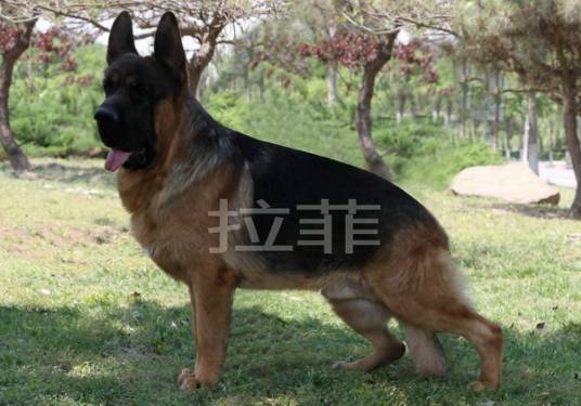 锤系犬