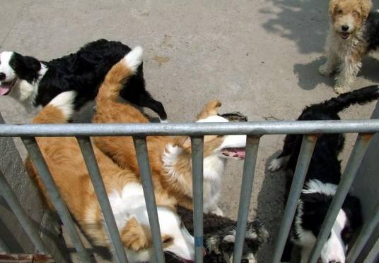 广州优美狗场