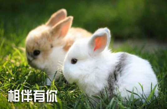 给图片加文字