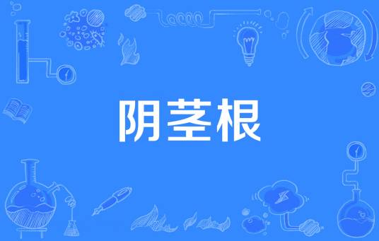 阴茎根