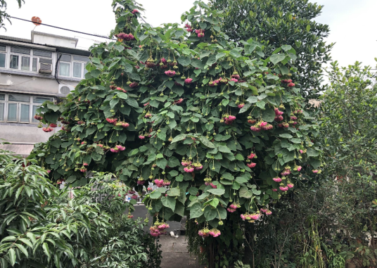 吊芙蓉