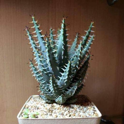 黑魔殿