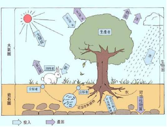 生物系统