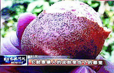 黑橘