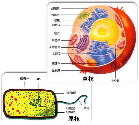 原核生物