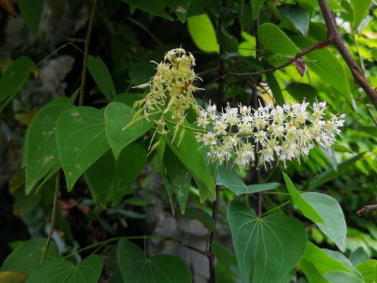 龙须藤（豆科火索藤属植物）