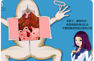 美女解剖青蛙