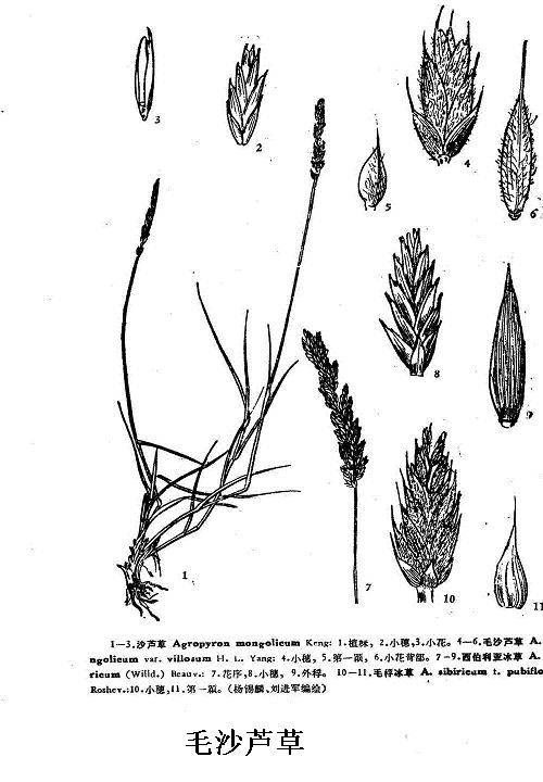 毛沙芦草