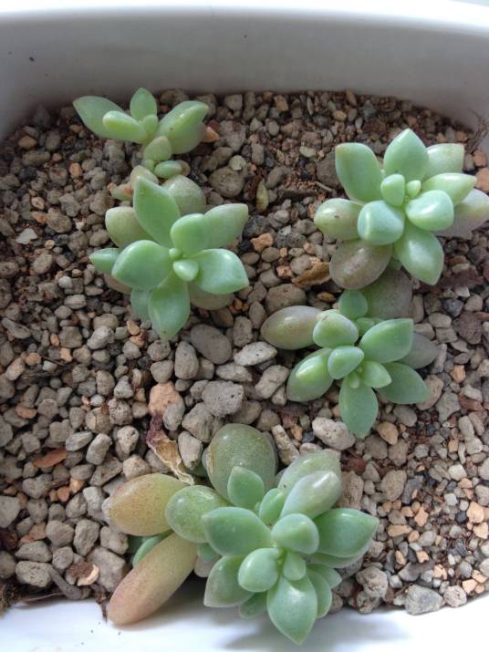 里白目