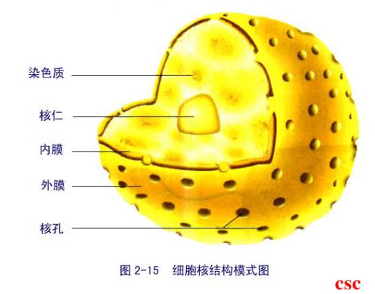 细胞核遗传