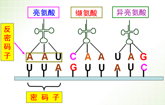 密码子