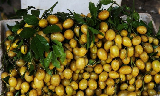 小黄皮（芸香科黄皮属植物）