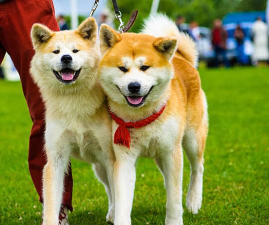 秋田犬（原产于日本的大型狐狸犬种）