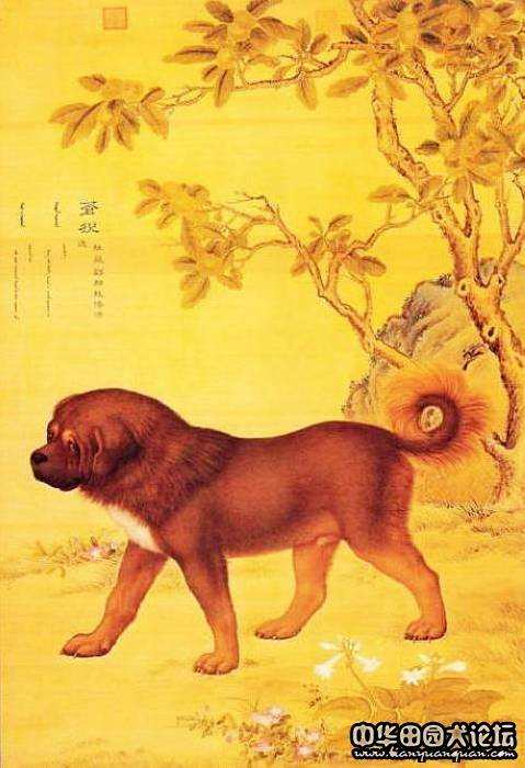 苍猊