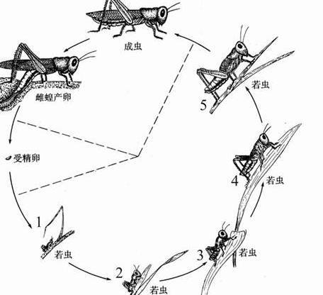不完全变态