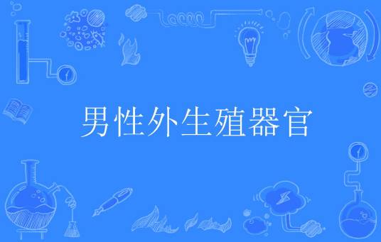 男性外生殖器官