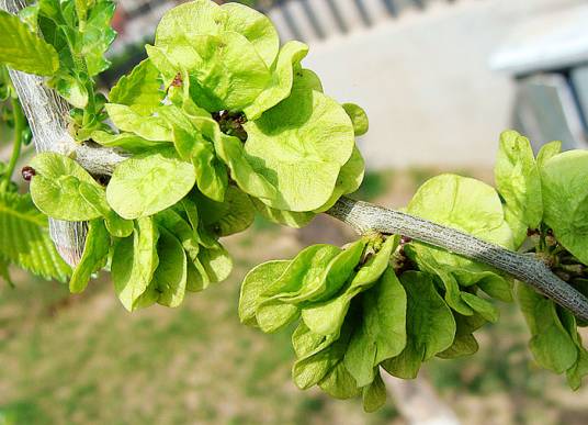榆钱（荨麻目榆科植物）