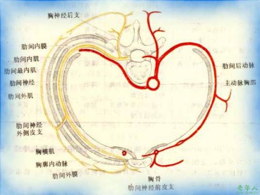 肋间隙