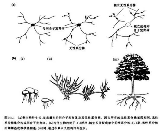 构件生物