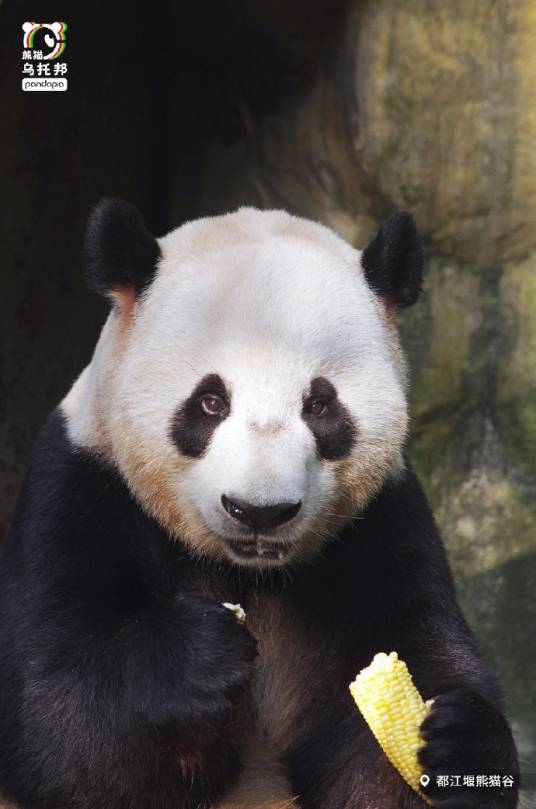 双好